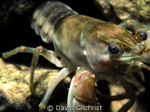Crayfish Closeup, North Wall Night Dive, Tobermory, Ontario by David Gilchrist 